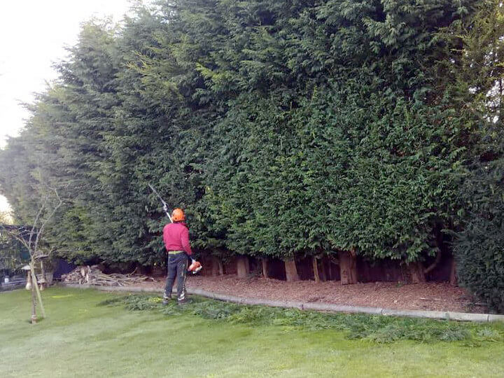 Conifer hedge trimming services in Dunmow