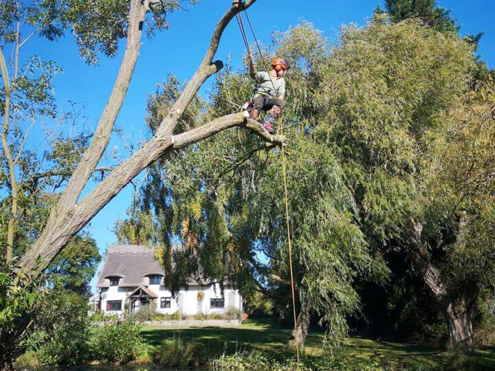 Tree surgeon in Dunmow, Essex