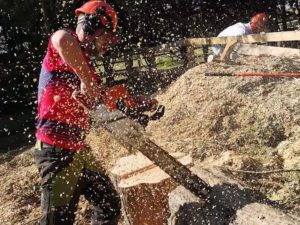 Tree surgeon stortford area