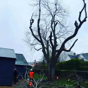 Ash tree removal in Bishops Stortford