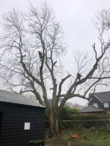 Ash tree removal in Dunmow
