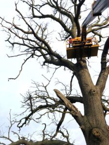 Dead oak tree removal in Braintree