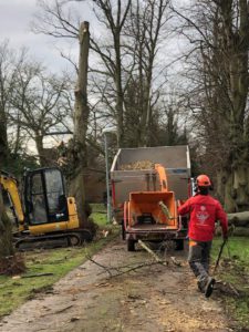 Hazardous trees cutting in Dunmow