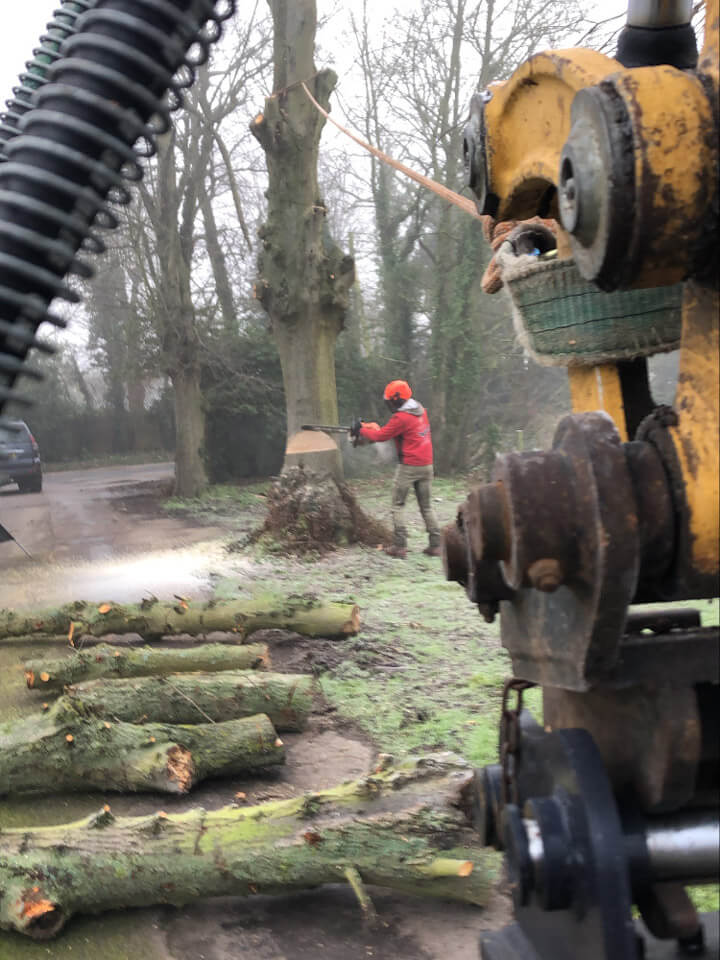 Commercial Tree Surgery in Essex Tree Removal at Care Home in Dunmow