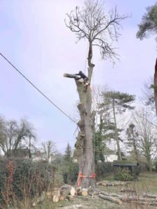 Horse chestnut tree removal in Essex
